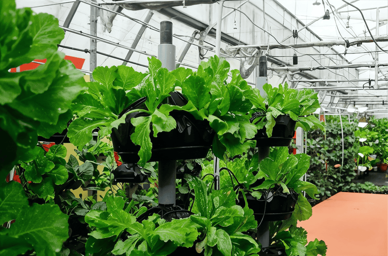 Vertical gardening in a greenhouse