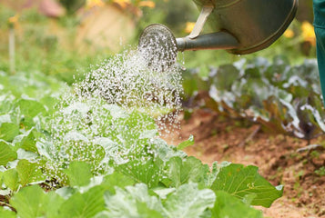 Poor Drainage in Greenhouses and How It Leads to Root Rot