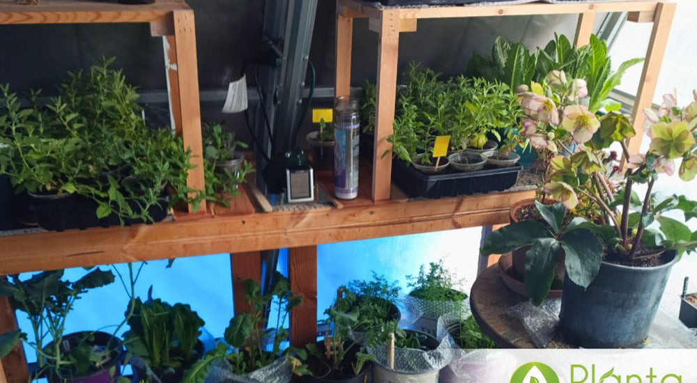 From Vegetables to Winter Plants
