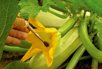 Hand Pollination Unveiled: Maximizing Plant Breeding Potential in Your Greenhouse