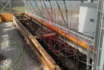 Amazed at the difference between plants grown inside the greenhouse and those just outside