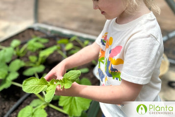 I enjoy watching my vegetables grow overnight