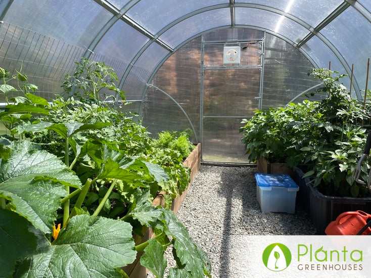 Watching vegetables thrive in the greenhouse