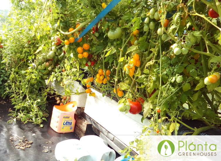 The Greenhouse is capable of handling the strongest wind rain and snow loads