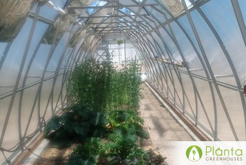 Roomy Greenhouse for Ground Planting