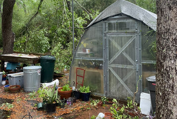 EF-2 Tornado Passed, Trees Damaged, but Greenhouse Unscathed