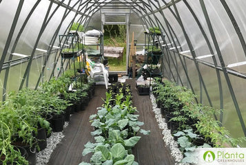 4 Common Greenhouse Challenges and How to Deal With Them