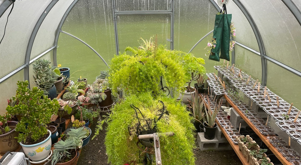 The greenhouse helped me get a jump on my vegetables seeds