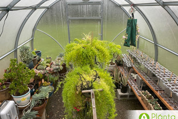 The greenhouse helped me get a jump on my vegetables seeds