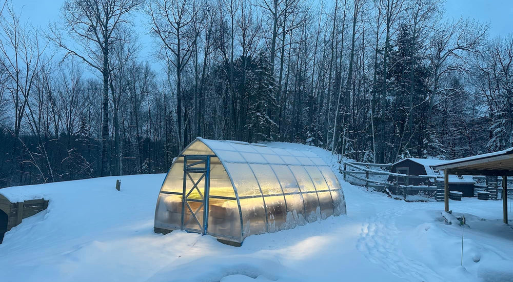 Fresh Winter Greens Through Snow and Subzero Temp.