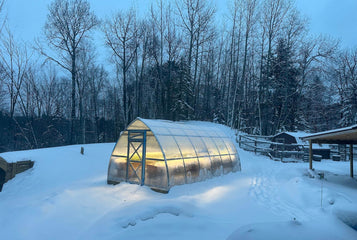 Fresh Winter Greens Through Snow and Subzero Temp.