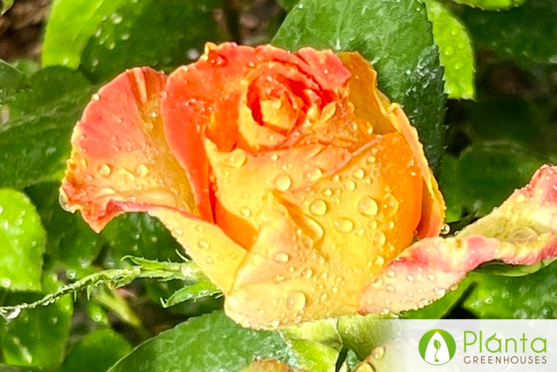 Blooming Roses in the Alpine Subarctic Climate