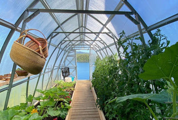 This greenhouse enables me to grow anything!