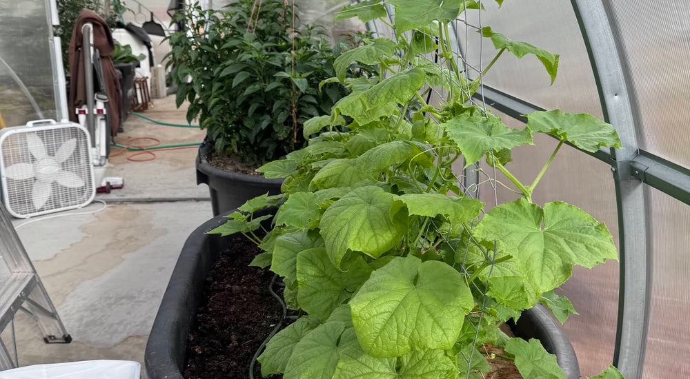 From Microgreens to Mango Trees in Sigma Greenhouse