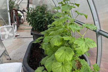 From Microgreens to Mango Trees in Sigma Greenhouse