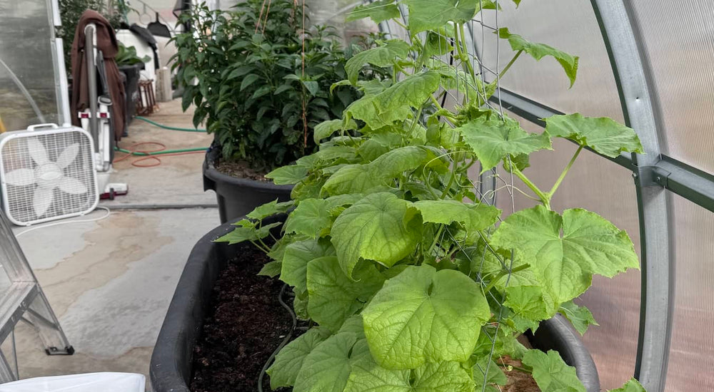 Experimenting with Year-Round Gardening in a 57-Foot Sigma