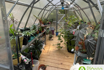 The greenhouse of our dreams