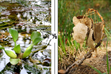 Overwatering vs Underwatering in Greenhouses: How to Tell the Difference