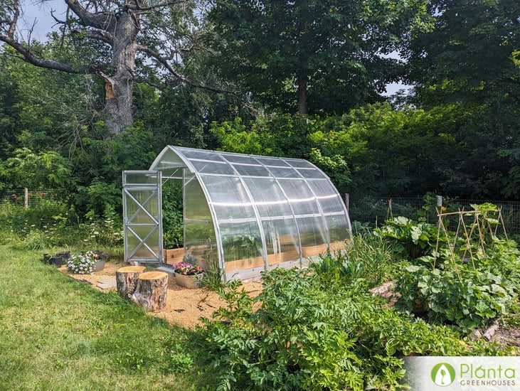 I cultivate my most expensive berry bushes in the greenhouse