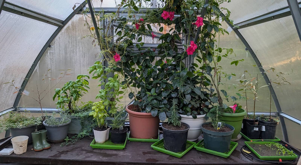 Creating Family Memories and Growing More with the Sungrow 20