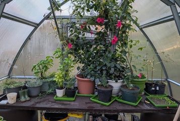 Creating Family Memories and Growing More with the Sungrow 20