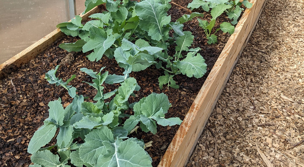 Growing Fresh Vegetables Year-Round with the Sigma 20 Greenhouse