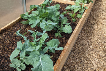 Growing Fresh Vegetables Year-Round with the Sigma 20 Greenhouse