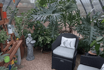 Recuperación de plantas 101: 8 consejos para rescatar plantas de invernadero con dificultades