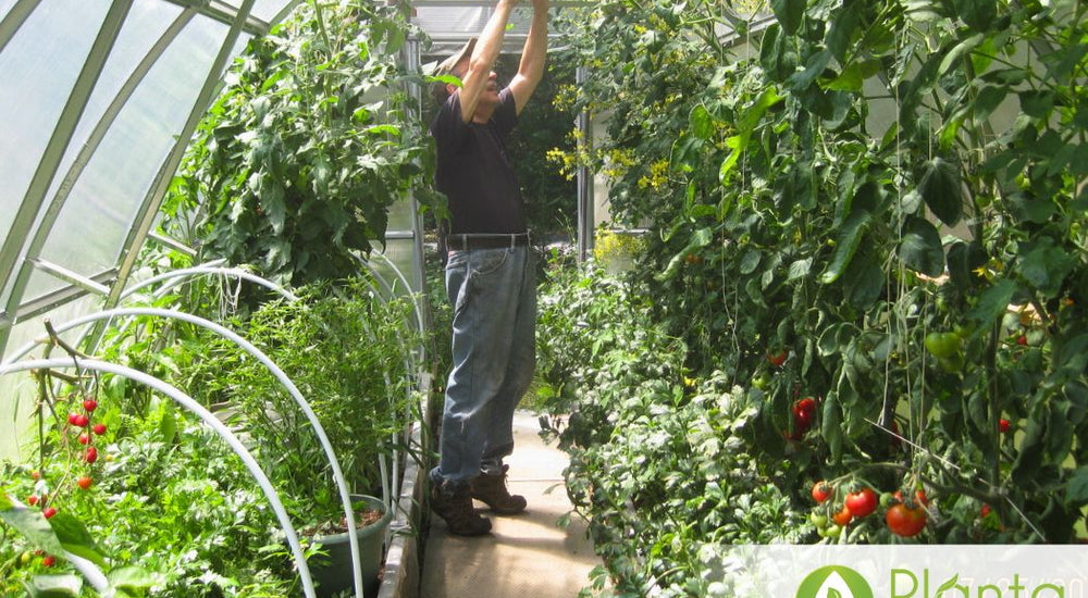 Tomatoes, Carrots, Cucumbers