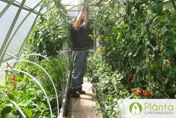 Tomatoes, Carrots, Cucumbers