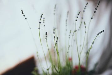 9 Techniques for Growing & Harvesting Herbs for Tea in Your Greenhouse