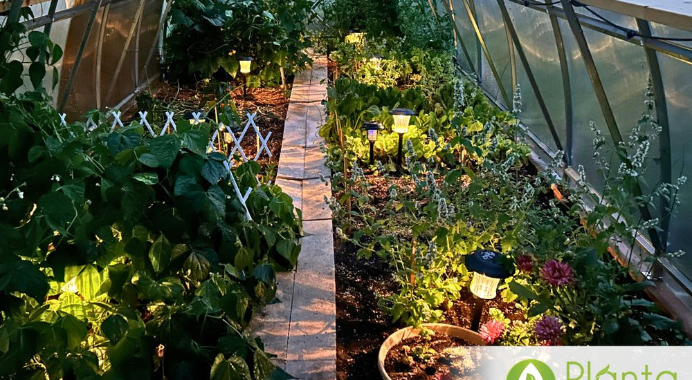 Herbes, fleurs et légumes