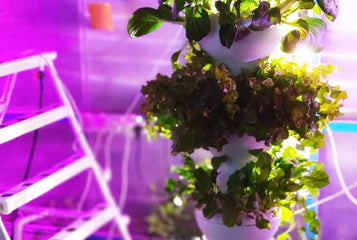 4 Reasons Why Incorporating Hydroponics In A Greenhouse Is A Smart Investment for Your Future