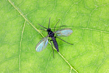 Common Greenhouse Pests and How to Get Rid of Them Naturally