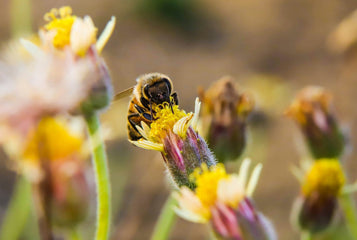 Top Pollinators in Your Greenhouse And How to Attract Them