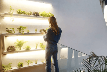 6 Types of Hydroponic Systems for Indoor Gardening: Find the Best Indoor Hydroponic System for Your Space
