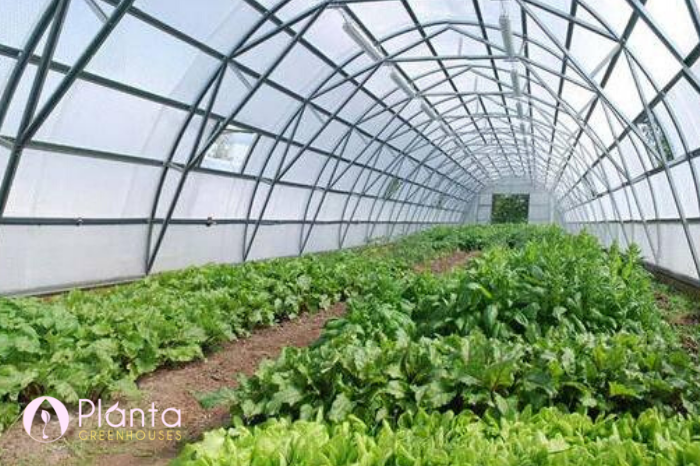 Commercial Greenhouse Buying Guide: What You Must Know | Commercial Greenhouse Manufacturers, Canada