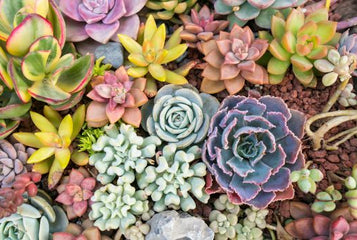 How to Master the Art of Growing Succulents in a Greenhouse