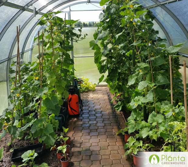 A strong wind-resistant greenhouse