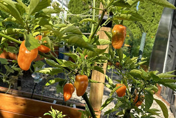 How to Grow Sweet Peppers in Your Greenhouse