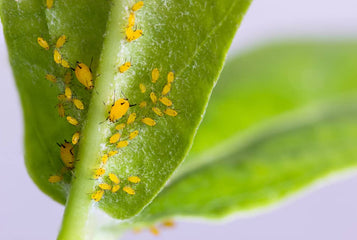 How Greenhouse Conditions Attract Insects Year-Round (And How to Prevent It)