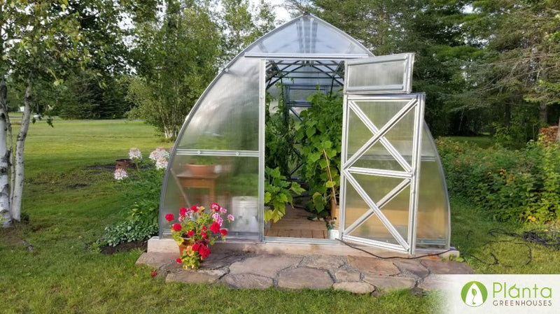 Vegetables to Grow in Late Summer: Greenhouse Planting Guide