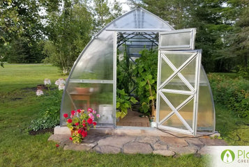 Vegetables to Grow in Late Summer: Greenhouse Planting Guide