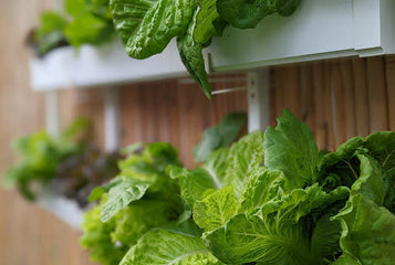How Do Hydroponic Systems Work? A Complete Guide for Home & Greenhouse Growers