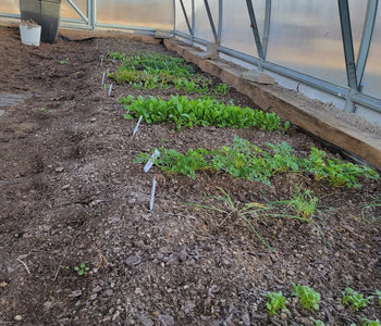 Trying Green Beans and Zucchini in Our Sungrow