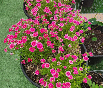 Extending the Growing Season with the Sigma Urban Greenhouse
