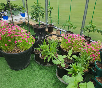 Extending the Growing Season with the Sigma Urban Greenhouse