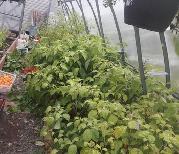 Growing Bountiful Super Hots with Our Planta Greenhouse