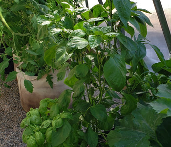 Gardener Scott Recommended The Planta Greenhouse