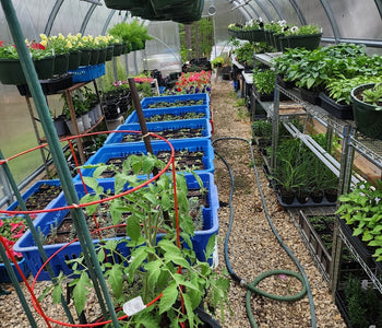 Hanging Over 100 Baskets in My Greenhouse